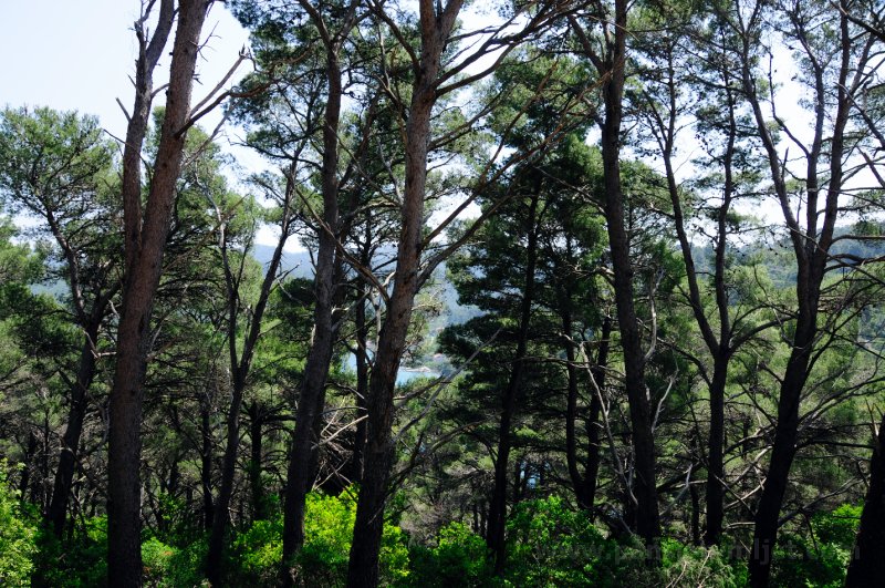 Mljet-028.jpg